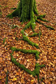 Vertical Gallery: Moss-covered Tree Roots & Fallen Beech Leaves, Birks of Aberfeldy, Perth & Kinross