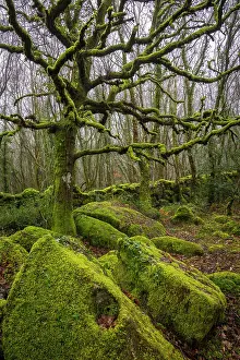 Moss Prints: Moss covered trees and boulders in Dartmoor National Park