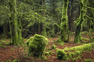 Moss covered trees in a Dartmoor forest, Dartmoor National Park, Devon, England
