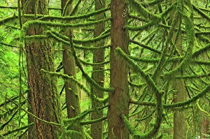 West Collection: Moss covered trees in old growth coastal temperate rain forest (Cathedral Grove)