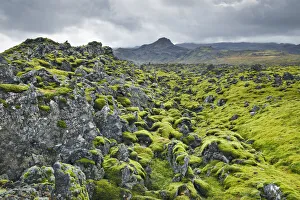 Snaefellsness Prints: Moss landscape on lava - Iceland, Western Region, Snaefellsness, Berserkjahraun