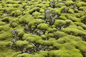 Moss landscape on lava rocks - Iceland, Southern Region, Kirkjubaejarklaustur, Land-brot