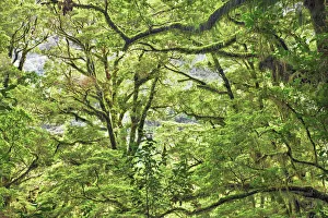 Temperate Rain Forest Prints: Mosscovered tree in rainforest - New Zealand, South Island, Southland, Fiordland