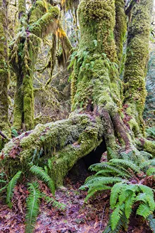 Ferns Prints: Mosses covered tree, Hoh rainforest, Olympic National Park, Washington, USA