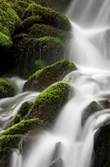 Habitats Prints: Mossy cascade in tributary of Middle Prong of Little River