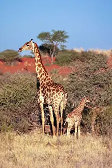 Kalahari Prints: Mother & baby giraffe, Bagatelle Kalahari Game Ranch, Namibia, Africa