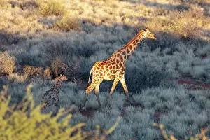 Kalahari Prints: Mother & baby giraffe, Bagatelle Kalahari Game Ranch, Namibia, Africa