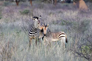 Zebra Prints: Mother & baby Hartmann's Mountain zebra, Okonjima Nature Reserve, Namibia, Africa