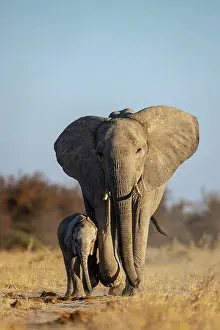 Young Prints: Mother Elephant walking with a Calf, Nxai Pan National Park, Botswana