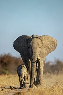 Botswana Prints: Mother Elephant walking with a Calf, Nxai Pan National Park, Botswana