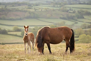Images Dated 23rd March 2021: Mother and foal Dartmoor Ponies grazing on the moor, Dartmoor National Park, Devon