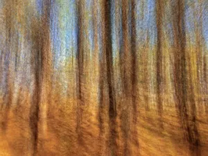 Long Exposure Prints: Motion study of coniferous forest, Birds Hill Provincial Park, Manitoba, Canada
