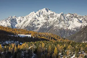 Mount Disgrazia surrounded by autumnal larches and snow. Valmalenco, Valtellina, Sondrio Mount Disgrazia surrounded by autumnal larches and snow. Valmalenco, Valtellina, Sondrio
