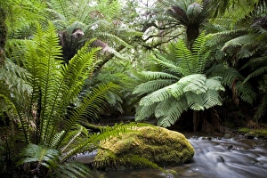 Mount Field National Park
