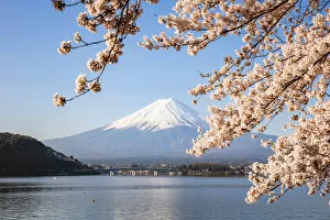 Mount Fuji Gallery: Mount Fuji in springtime with cherry tree in full bloom, Fuji Five Lakes, Japan