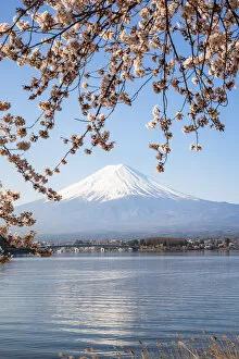 Images Dated 31st October 2018: Mount Fuji in springtime with cherry tree in full bloom, Fuji Five Lakes, Japan