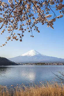 Images Dated 31st October 2018: Mount Fuji in springtime with cherry tree in full bloom, Fuji Five Lakes, Japan