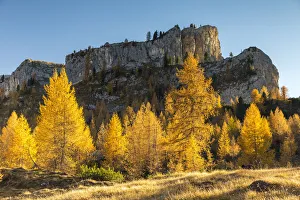 Larch Prints: Mount Lastoni di Formin, Giau Pass, Belluno district, Veneto, Italy