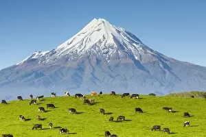 Images Dated 19th October 2013: Mount Taranaki (Egmont) and grazing dairy cows, Taranaki, North Island, New Zealand