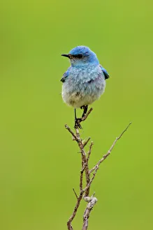 Barn Prints: Mountain bluebird (Sialia currocoides), Theodore Roosevelt NP, North Dakota, USA