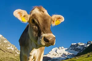 Images Dated 25th February 2016: A mountain cow in summer. Lombardy, Italy