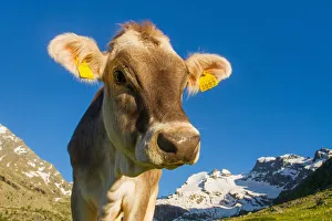 Cattle Prints: A mountain cow in summer. Lombardy, Italy