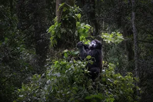 Uganda Prints: Mountain gorilla in Bwindi Impenetrable Forest, Uganda