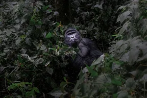 Mountain gorilla in Bwindi Impenetrable Forest, Uganda