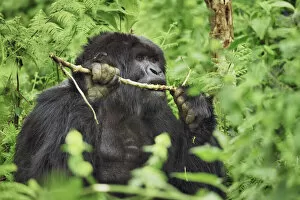 Rwanda Gallery: Mountain gorilla eating branch - Rwanda, Volcanoes National Park - Parc National des