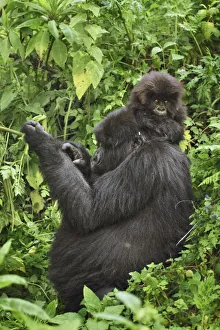 Rwanda Prints: Mountain gorilla mother and cub - Rwanda, Volcanoes National Park - Parc National des