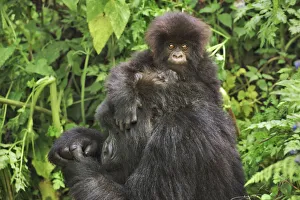 Rwanda Prints: Mountain gorilla mother and cub - Rwanda, Volcanoes National Park - Parc National des