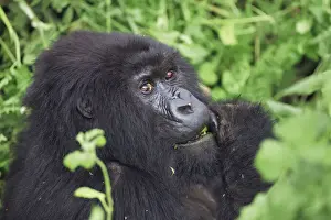 Black Prints: Mountain gorilla - Rwanda, Volcanoes National Park - Parc National des Volcans