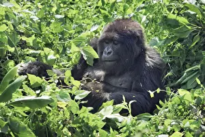 Rwanda Prints: Mountain gorilla - Rwanda, Volcanoes National Park - Parc National des Volcans