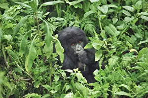 Rwanda Prints: Mountain gorilla - Rwanda, Volcanoes National Park - Parc National des Volcans