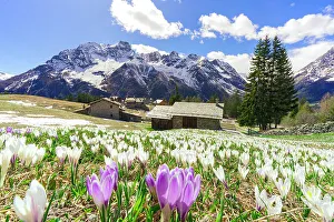 Chalet Prints: Mountain huts surrounded by crocus in bloom at spring