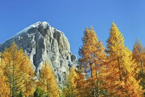 Mountain impression autumnal larch forest at Tofana de Rozes - Italy, Veneto, Belluno
