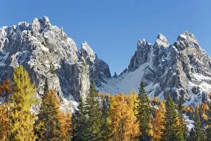Images Dated 3rd March 2021: Mountain impression larch forest and Cadini di Misurina - Italy, Veneto, Belluno
