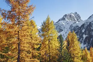 South Tirol Prints: Mountain impression larch forest and Cimon della Stia - Italy, Trentino-Alto Adige