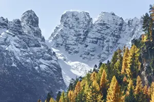 Spruce Prints: Mountain impression larch forest and Gruppo del Cristallo - Italy, Trentino-Alto Adige