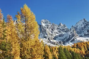 Images Dated 3rd March 2021: Mountain impression larch forest and Pale di San Martino - Italy, Trentino-Alto Adige