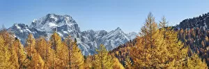Images Dated 3rd March 2021: Mountain impression larch forest and Sorapis - Italy, Veneto, Belluno