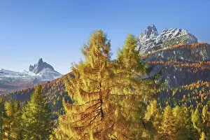 Mountain impression with larches in autumn - Italy, Veneto, Belluno