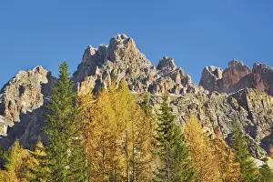 Monte Cristallo Prints: Mountain impression Monte Cristallo and larches in autumn - Italy, Veneto, Belluno