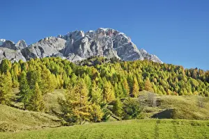 Mountain impression Monte Cristallo and larches in autumn - Italy, Veneto, Belluno