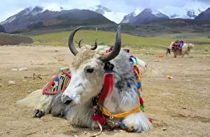 Tibet Prints: Mountain landscape, Lhasa Prefecture, Tibet, China
