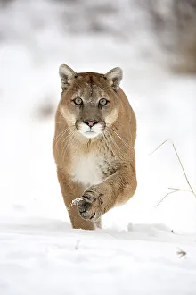 mountain lion cougar puma felis concolor