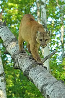 Environmental Prints: Mountain lion/Cougar/Puma (Felis concolor)- captive raised