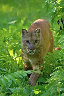 Minnesota Prints: Mountain lion/Cougar/Puma (Felis concolor)- captive raised