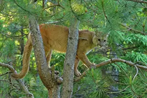 Minnesota Prints: Mountain lion/Cougar/Puma (Felis concolor)- captive raised
