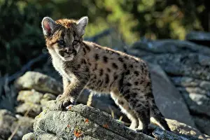 Montana Prints: Mountain lion/Cougar/Puma (Felis concolor)- captive raised, Bozeman, Montana, USA